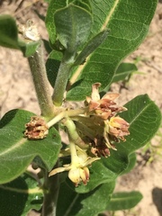 Asclepias obovata