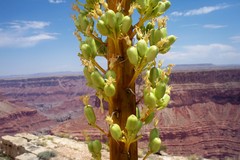 Agave utahensis kaibabensis