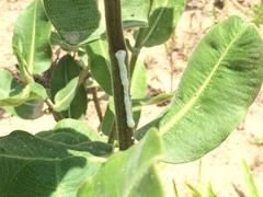 Asclepias obovata
