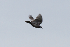 Gymnoderus foetidus