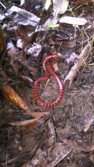 Pliocercus elapoides