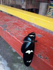 Heliconius doris dives