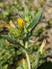 Hazardia whitneyi discoidea