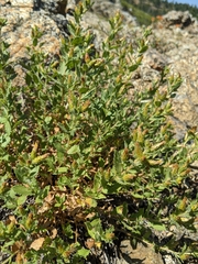 Hazardia whitneyi discoidea