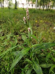 Persicaria maculosa