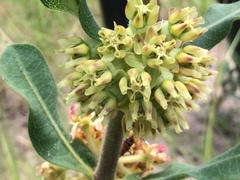 Asclepias obovata