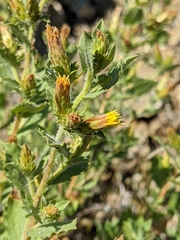 Hazardia whitneyi discoidea