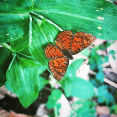 Parvospila lucianus