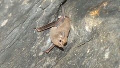 Peropteryx macrotis