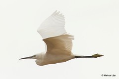 Egretta garzetta