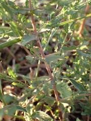 Hypericum triquetrifolium