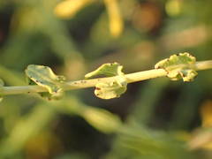 Hypericum triquetrifolium
