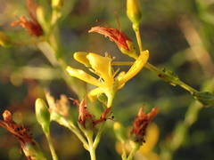 Hypericum triquetrifolium