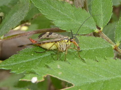 Mecoptera
