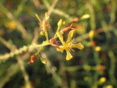 Hypericum triquetrifolium