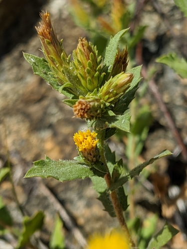 Image of Hazardia whitneyi by no rights reserved