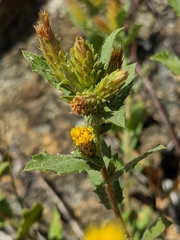 Hazardia whitneyi discoidea