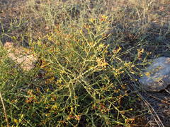 Hypericum triquetrifolium