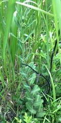 Asclepias obovata