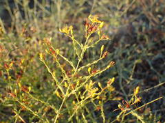 Hypericum triquetrifolium
