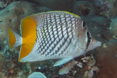 Chaetodon xanthurus