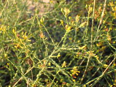 Hypericum triquetrifolium