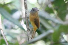Attila citriniventris