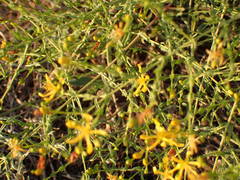 Hypericum triquetrifolium