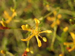 Hypericum triquetrifolium