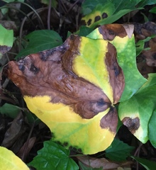 Xanthomonas campestris