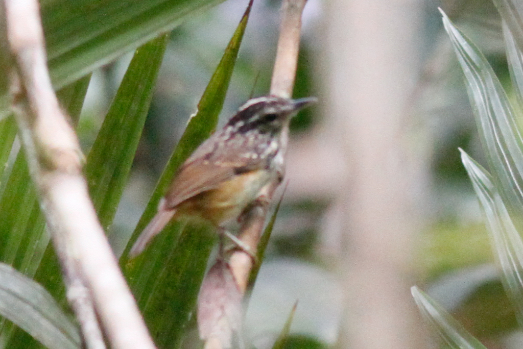 Imeri Warbling-Antbird