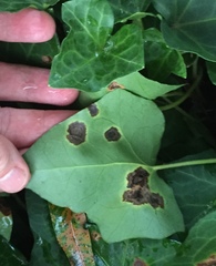 Xanthomonas campestris