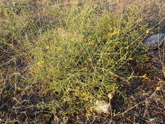 Hypericum triquetrifolium