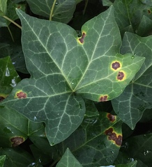 Xanthomonas campestris