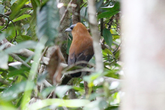 Perissocephalus tricolor