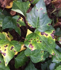 Xanthomonas campestris