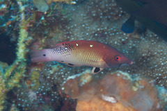Bodianus dictynna