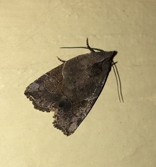 Gonodes liquida
