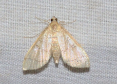 Blepharomastix ranalis
