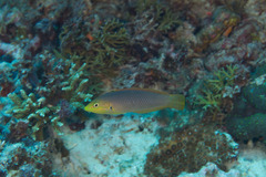 Halichoeres solorensis