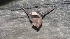 Peropteryx macrotis