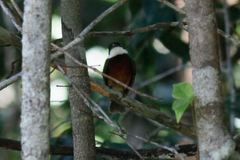 Heterocercus flavivertex