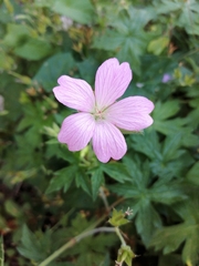 Geranium × oxonianum