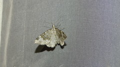 Coenotephria tophaceata