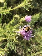 Bombus borealis