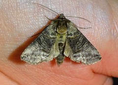 Abrostola tripartita