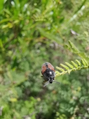 Megalostomis dimidiata