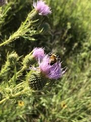 Bombus borealis