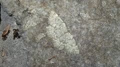 Charissa glaucinaria