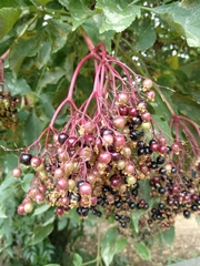 Sambucus nigra